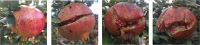 Transcriptional profiling of long non-coding RNAs regulating fruit cracking in Punica granatum L. under bagging